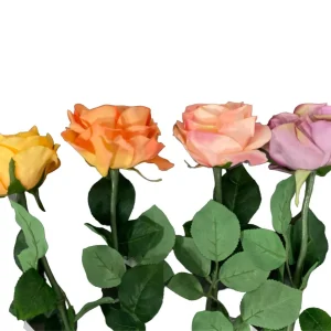 ROSA FIORITA COLORATA