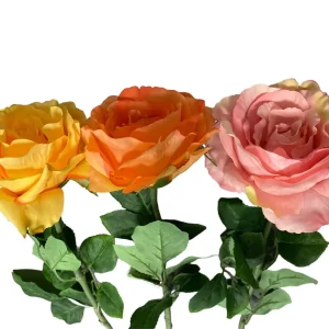 ROSA SBOCCIATA COLORATA